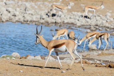 Afrika savana vahşi springbok antilop