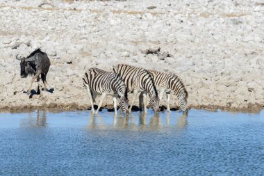Vahşi Afrika hayvanları-gnu, kudu, orix, springbok, zebralar içme suyunda su birikintisinin