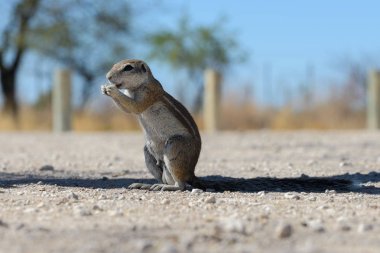 Güney Afrikalı zemin sincap Xerus inauris oturma