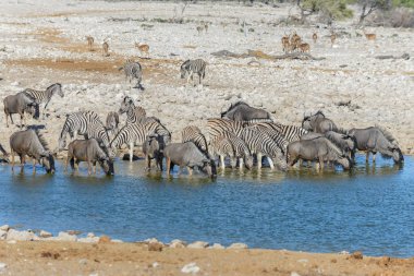 Su birikintisinin Afrika savana vahşi zebralar içme suyunda