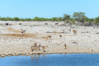 Vahşi Afrika hayvanları-gnu, kudu, orix, springbok, zebralar içme suyunda su birikintisinin