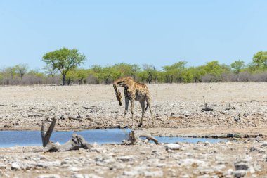 Zürafa içme suyu su birikintisinin Afrika savana üzerinde
