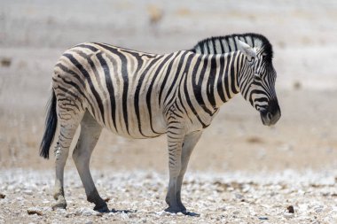 Vahşi zebra Afrika savana yürüyüş yakın çekim