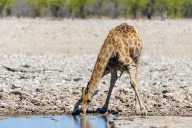 Zürafa içme suyu su birikintisinin Afrika savana üzerinde