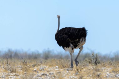 Vahşi devekuşu Afrika savana yürüyüş