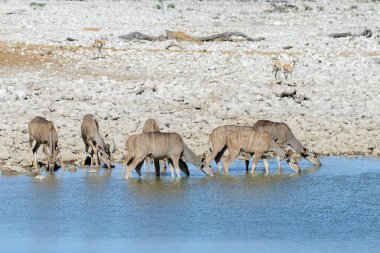 Afrika savana vahşi kudu antilop