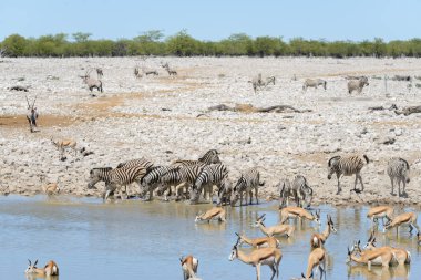 Vahşi Afrika hayvanları-gnu, kudu, orix, springbok, zebralar içme suyunda su birikintisinin