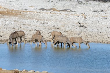 Afrika savana vahşi kudu antilop