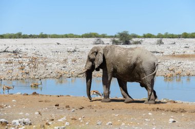 Savana içinde su birikintisinin üzerinde vahşi Afrika fili