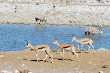 Afrika savana vahşi springbok antilop