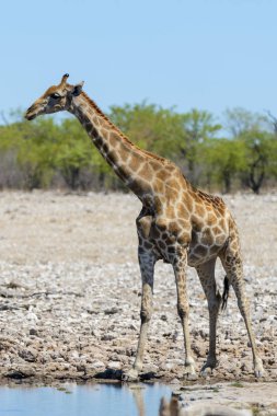 Su birikintisinin Afrika savana zürafa
