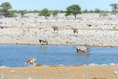 Vahşi Afrika hayvanları-gnu, kudu, orix, springbok, zebralar içme suyunda su birikintisinin