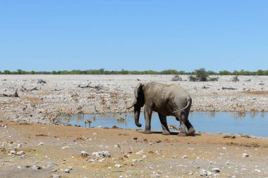 Savana içinde su birikintisinin üzerinde vahşi Afrika fili
