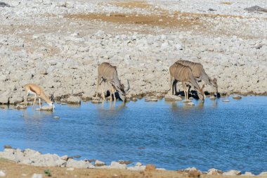 Afrika savana vahşi kudu antilop