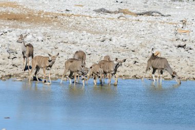 Afrika savana vahşi kudu antilop