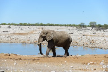 Savana içinde su birikintisinin üzerinde vahşi Afrika fili
