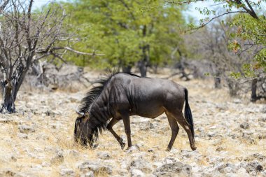 Afrika Milli Park içinde vahşi gnu antilop