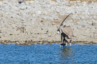 Afrika savana vahşi Afrika antilobu antilop