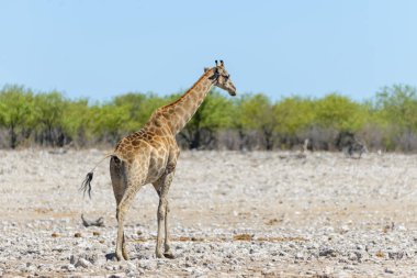 Su birikintisinin Afrika savana zürafa