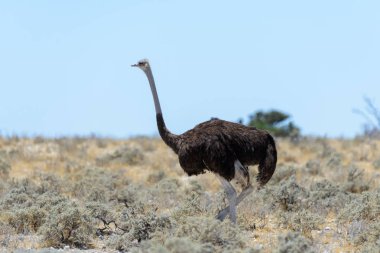 Vahşi devekuşu Afrika savana yürüyüş