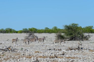 Afrika savana vahşi kudu antilop