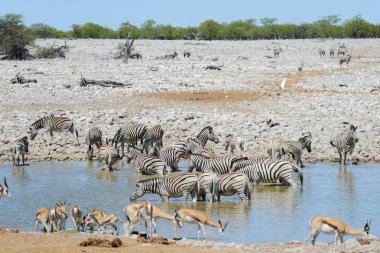 Vahşi Afrika hayvanları-gnu, kudu, orix, springbok, zebralar içme suyunda su birikintisinin