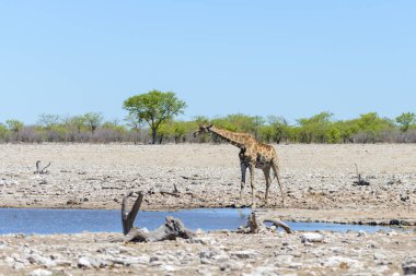 Zürafa içme suyu su birikintisinin Afrika savana üzerinde