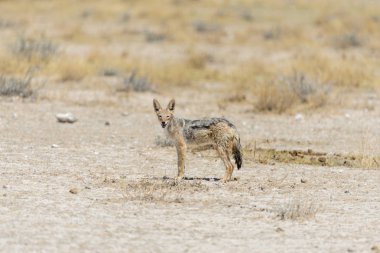 Afrika savana vahşi çakal