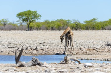 Su birikintisinin Afrika savana zürafa
