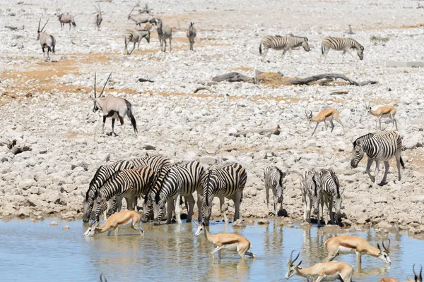 Zebry Dzikiej Wody Pitnej Waterhole Afrykańskiej Sawanny — Zdjęcie stockowe