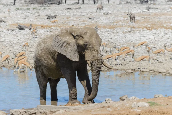 Salbatic Elefant African Waterhole Savanna — Fotografie, imagine de stoc