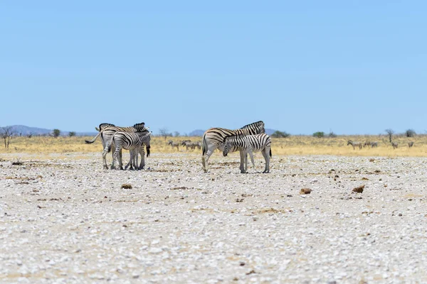 Wild Zebras Walking African Savanna — Stock Photo, Image