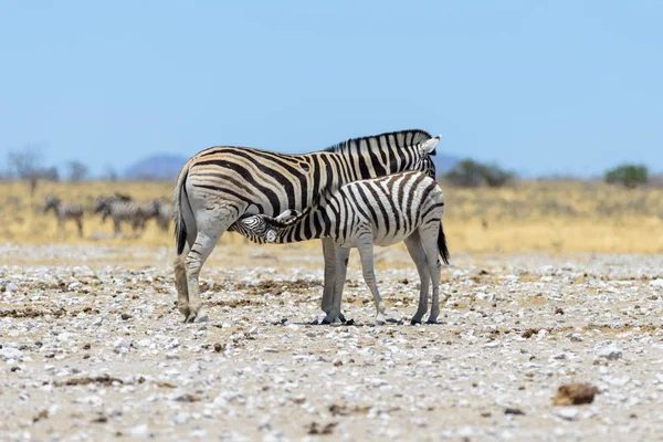 Mãe Zebra Selvagem Alimentando Seu Filhote Andando Savana Africana — Fotografia de Stock