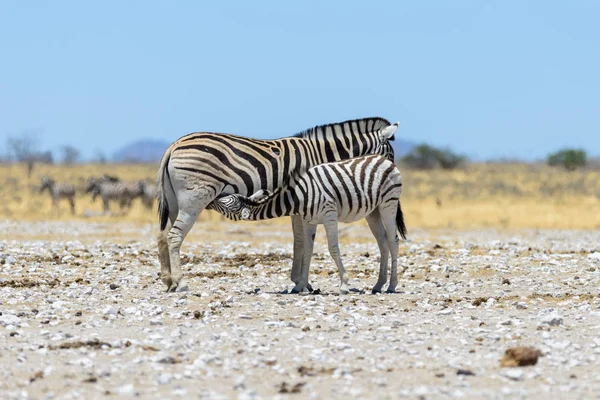 Etetés Neki Kölyök Séta Afrikai Szavanna Vad Zebra Anya — Stock Fotó