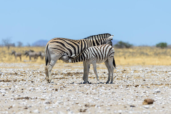 Wild zebra mother feeding her cub walking in the African savanna