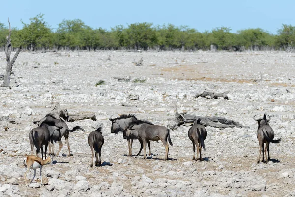 Wild Gnu Antelope African National Park — Stock Photo, Image