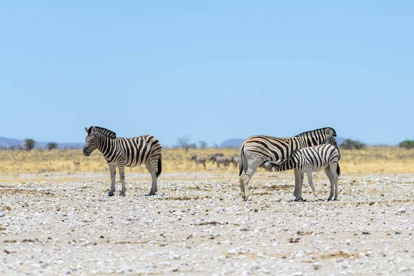 Zebras Selvagens Caminhando Savana Africana — Fotografia de Stock