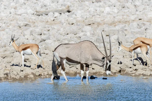 Antilope Oryx Sauvage Dans Savane Africaine — Photo