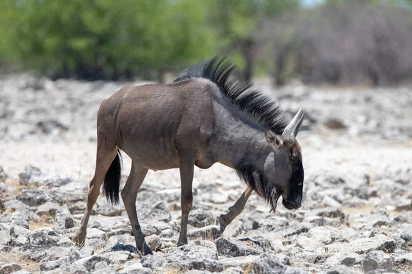 Afrika Milli Park Içinde Vahşi Gnu Antilop — Stok fotoğraf