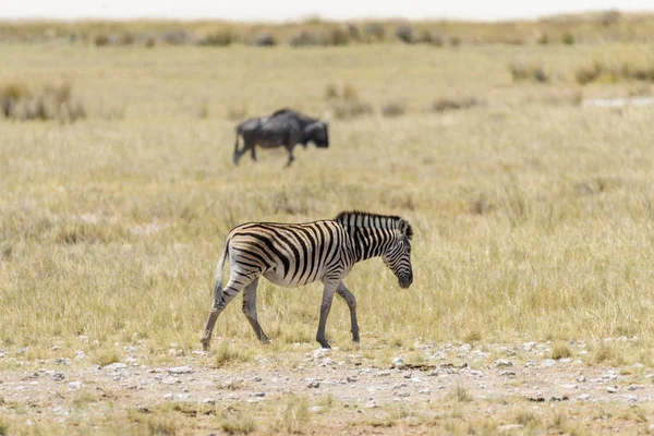 Gnu アンテロープでアフリカのサバンナで背景の上を歩いて野生のシマウマ — ストック写真