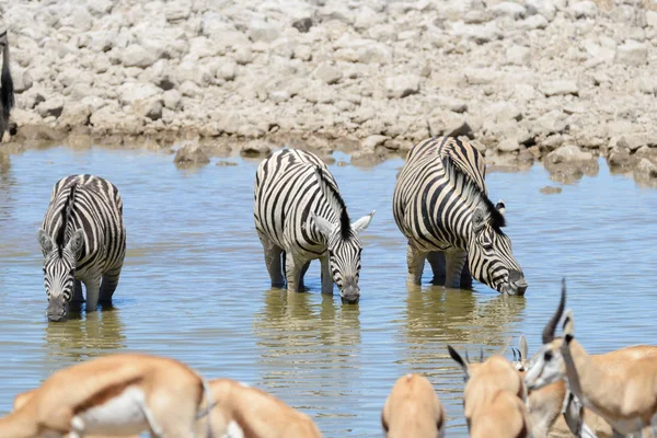 Zebras Selvagens Água Potável Buraco Água Savana Africana — Fotografia de Stock