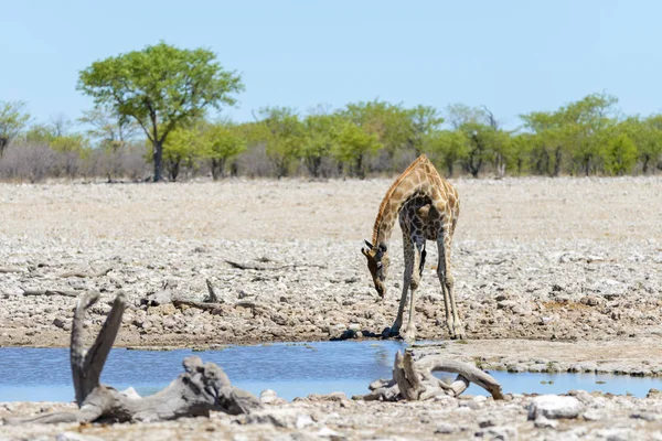 Girafe Sur Trou Eau Dans Savane Africaine — Photo