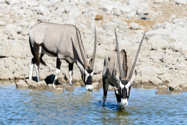 Afrika Savana Vahşi Afrika Antilobu Antilop — Stok fotoğraf