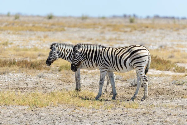 Séta Afrikai Szavanna Vad Zebra — Stock Fotó