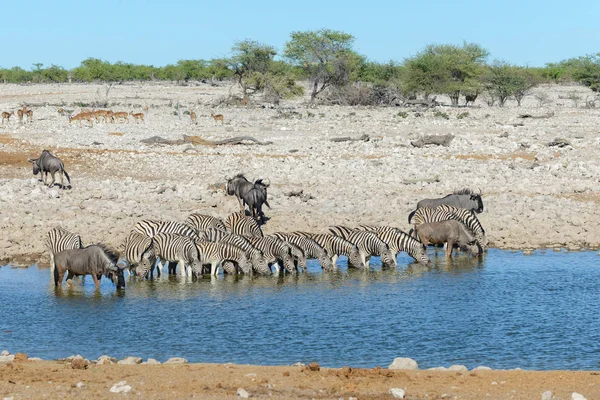Cebras Silvestres Bebiendo Agua Pozo Agua Sabana Africana —  Fotos de Stock