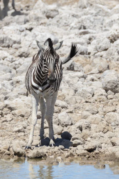Zebras Selvagens Buraco Água Savana Africana — Fotografia de Stock