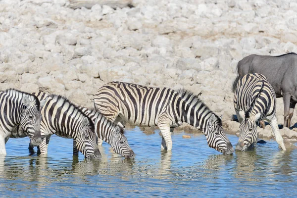 Zebre Selvatiche Che Bevono Acqua Nella Pozza Acqua Della Savana — Foto Stock