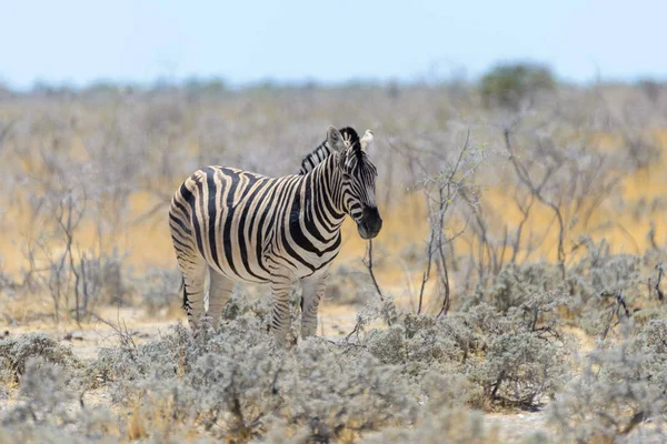 Vilda Zebra Promenader Den Afrikanska Savannen Närbild — Stockfoto