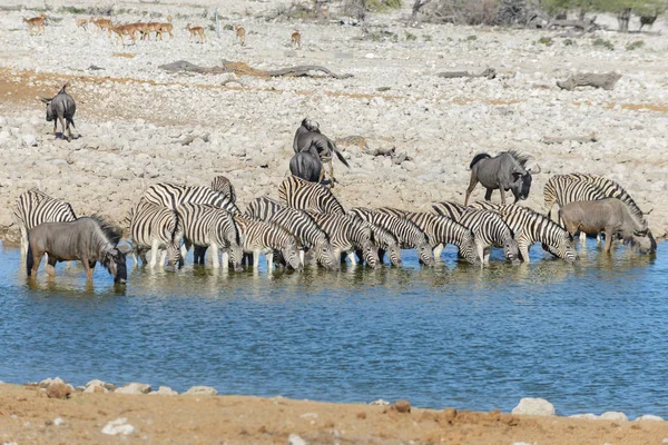 Például Víznyelő Afrikai Szavanna Vad Zebrák Ivóvíz — Stock Fotó