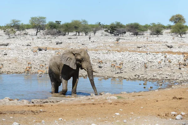在大草原的水坑上的野生非洲象 — 图库照片